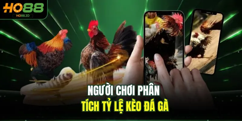 Người chơi phân tích tỷ lệ kèo đá gà